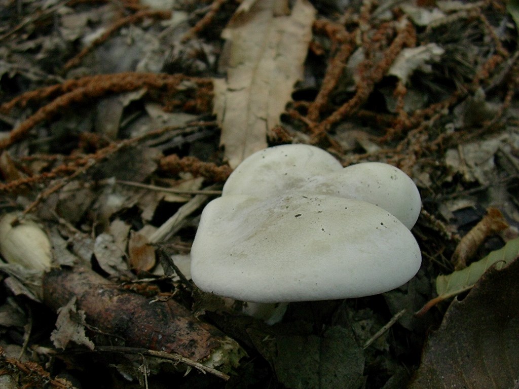 1881 Gennaio vecchio ritrovamento